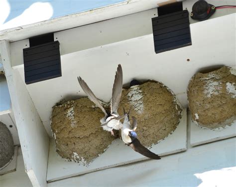 house martin nests for sale